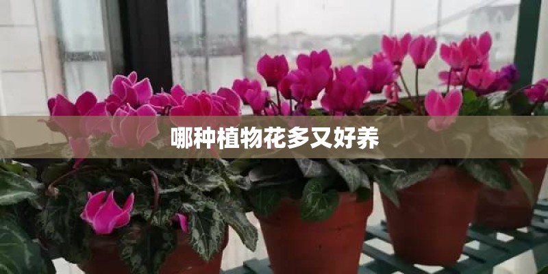 哪种植物花多又好养 哪种植物花多又好养