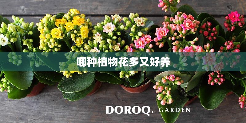 哪种植物花多又好养 哪种植物花多又好养