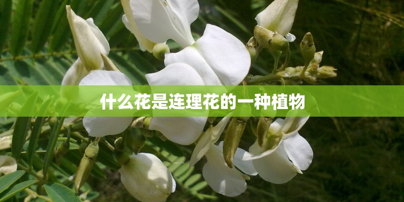 什么花是连理花的一种植物