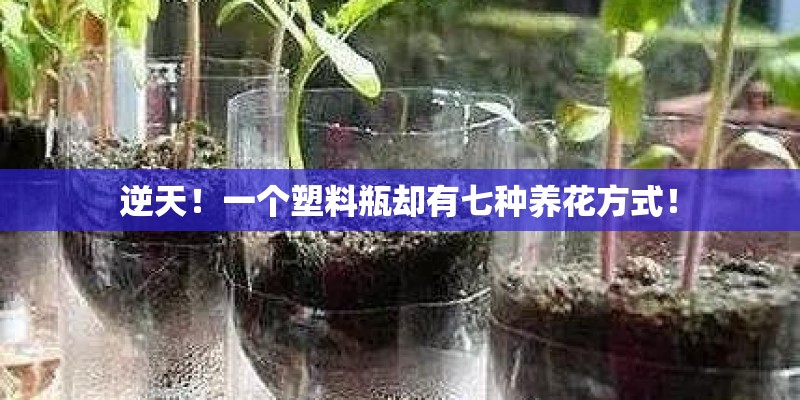 逆天！一个塑料瓶却有七种养花方式！