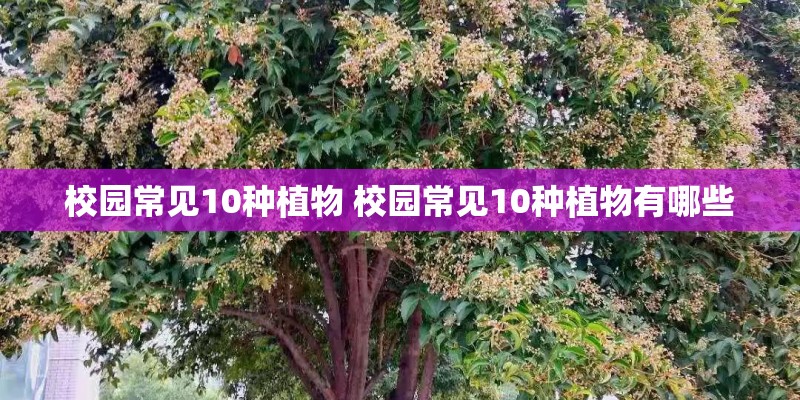 校园常见10种植物 校园常见10种植物有哪些