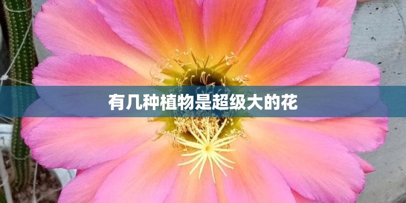 有几种植物是超级大的花 有几种植物是超级大的花