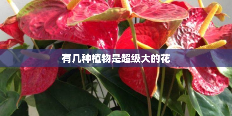 有几种植物是超级大的花 有几种植物是超级大的花