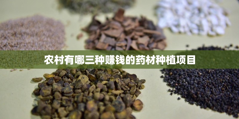 农村有哪三种赚钱的药材种植项目