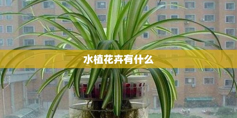 水植花卉有什么