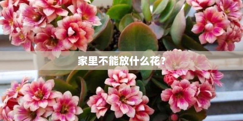 家里不能放什么花？