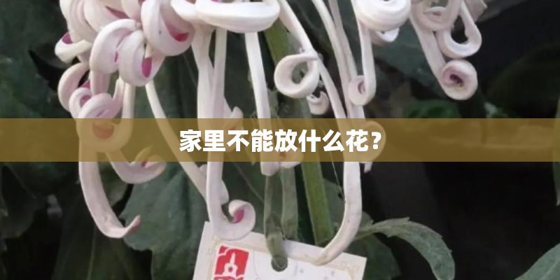 家里不能放什么花？