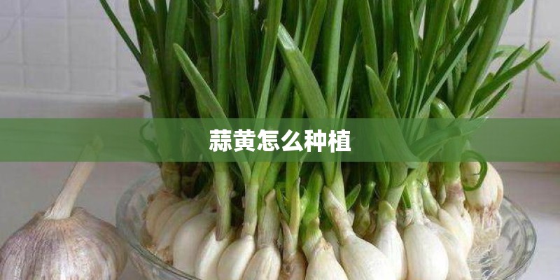 蒜黄怎么种植