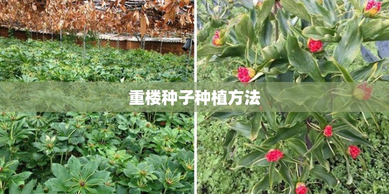 重楼种子种植方法