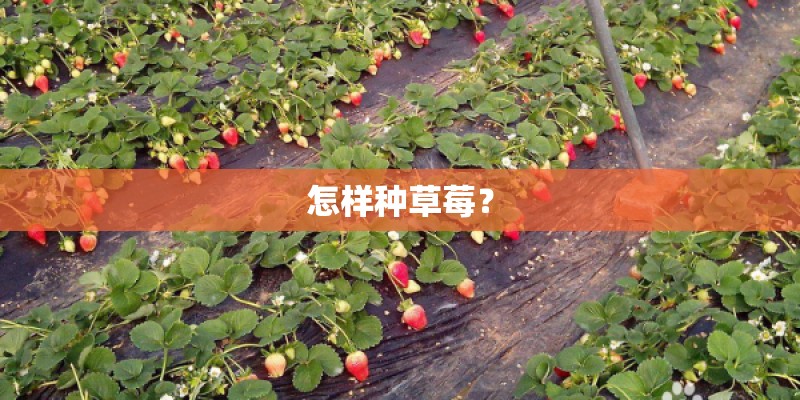 怎样种草莓? 怎样种草莓?