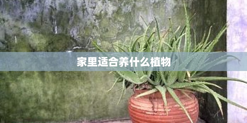 家里适合养什么植物