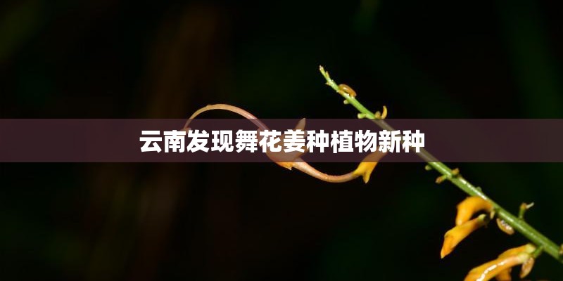 云南发现舞花姜种植物新种