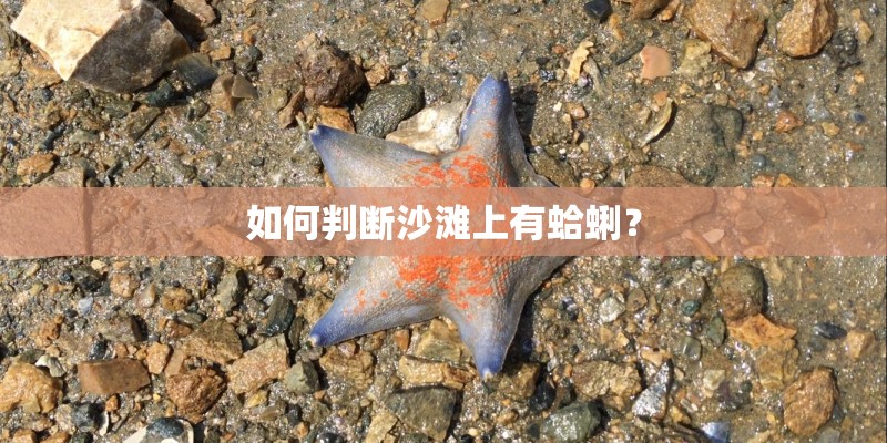 如何判断沙滩上有蛤蜊？