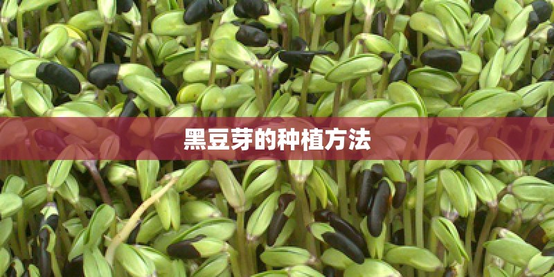 黑豆芽的种植方法