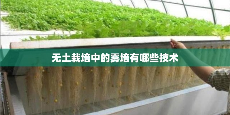 无土栽培中的雾培有哪些技术