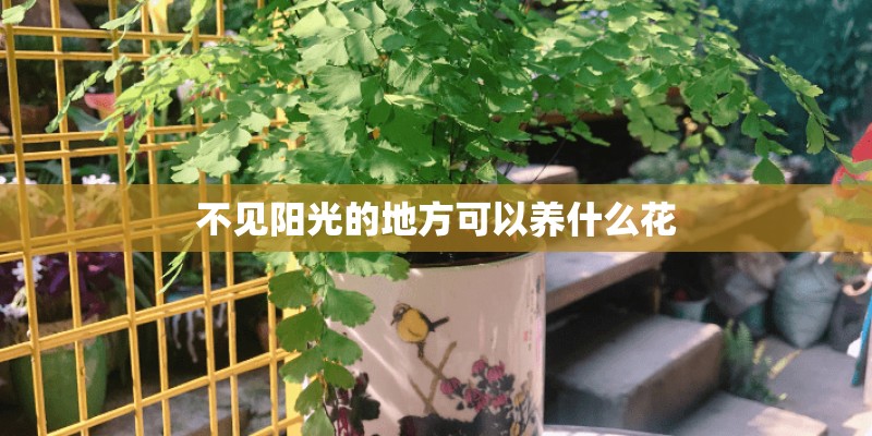 不见阳光的地方可以养什么花 不见阳光的地方可以养什么花