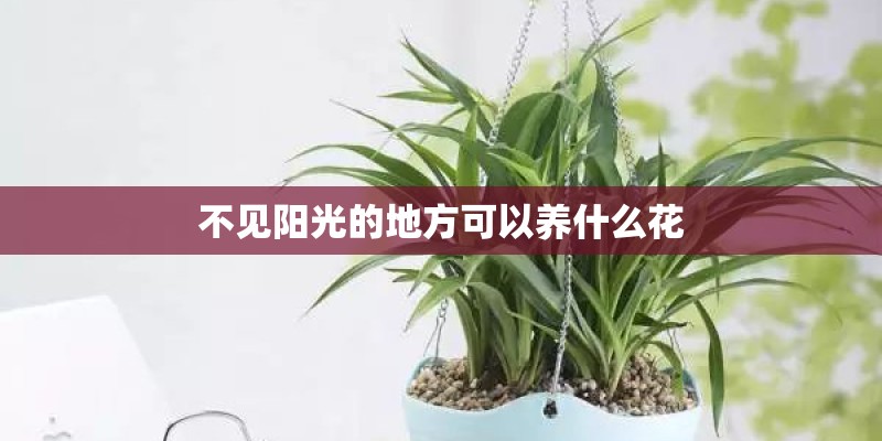不见阳光的地方可以养什么花 不见阳光的地方可以养什么花