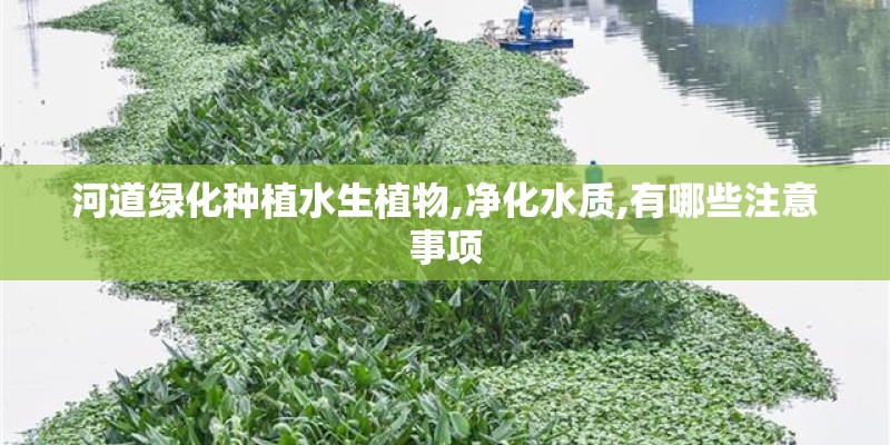 河道绿化种植水生植物,净化水质,有哪些注意事项