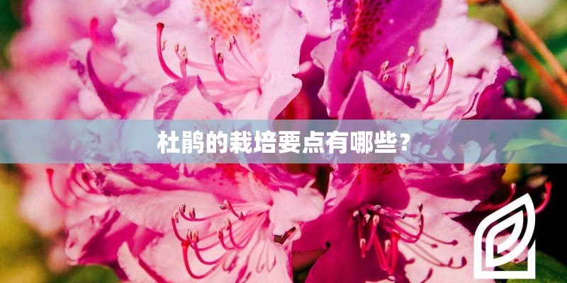 杜鹃的栽培要点有哪些？