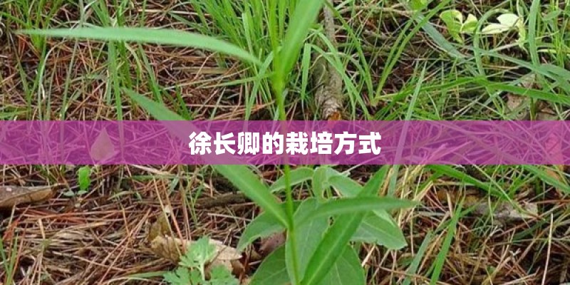 徐长卿的栽培方式