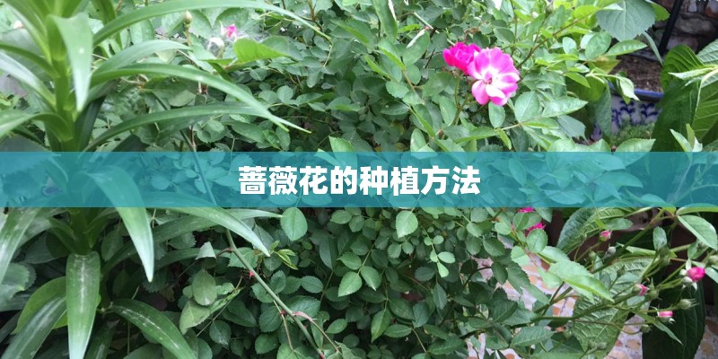 蔷薇花的种植方法