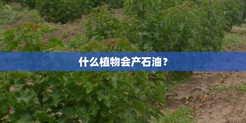 什么植物会产石油？