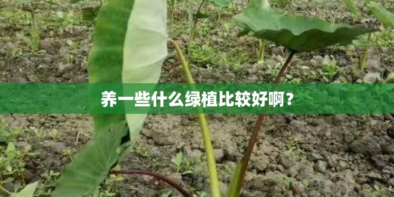 养一些什么绿植比较好啊？
