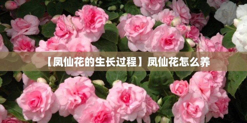 【凤仙花的生长过程】凤仙花怎么养