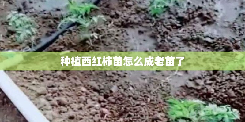 种植西红柿苗怎么成老苗了