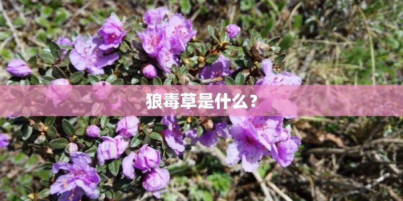 狼毒草是什么？