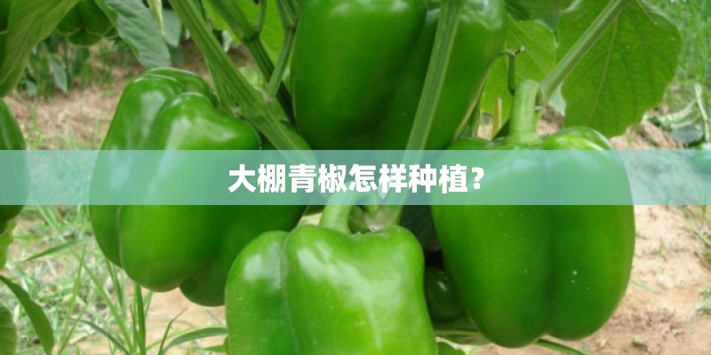 大棚青椒怎样种植？