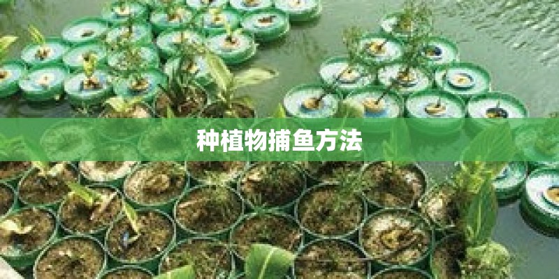 种植物捕鱼方法