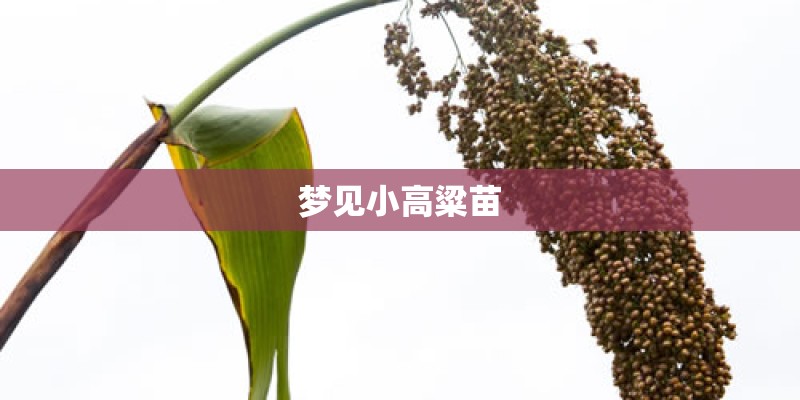 梦见小高粱苗
