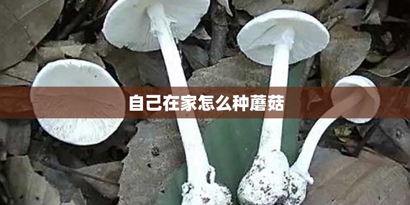 自己在家怎么种蘑菇