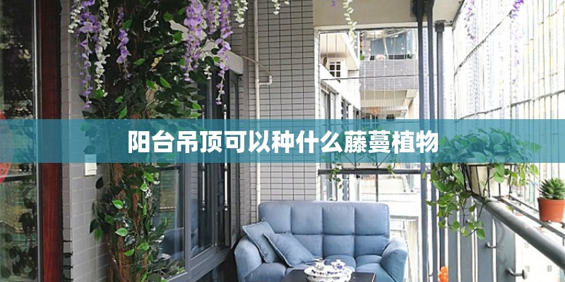 阳台吊顶可以种什么藤蔓植物
