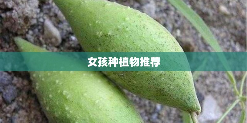 女孩种植物推荐