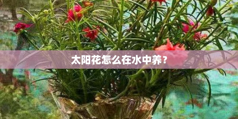 太阳花怎么在水中养？