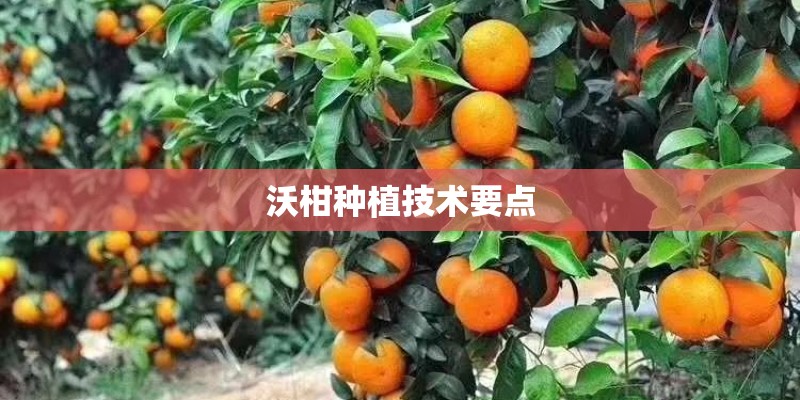 沃柑种植技术要点