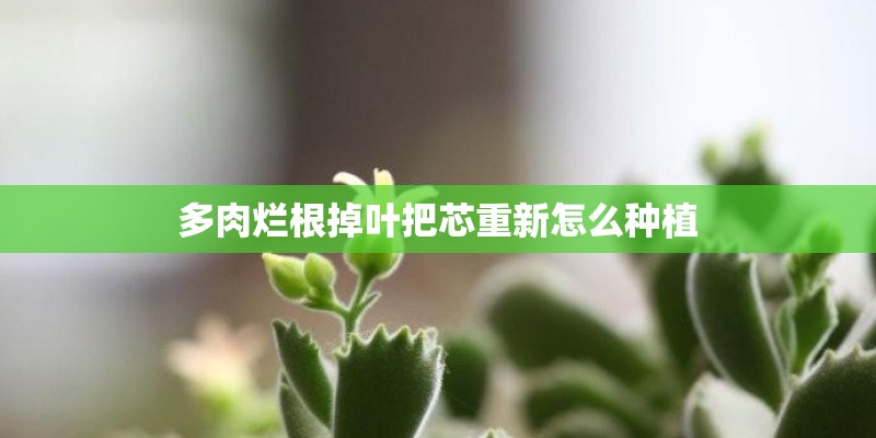 多肉烂根掉叶把芯重新怎么种植