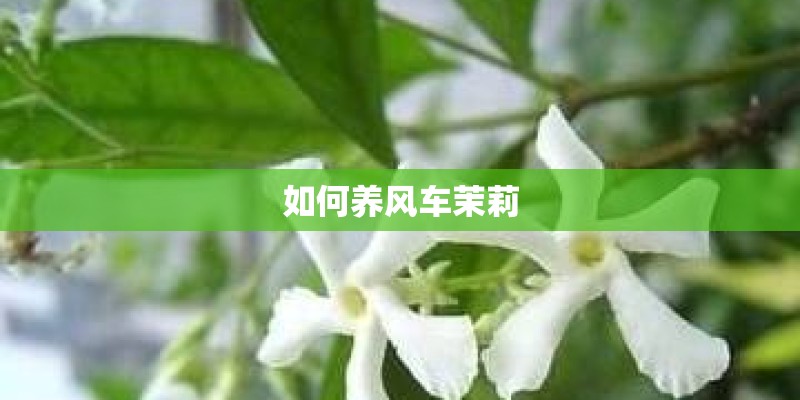 如何养风车茉莉
