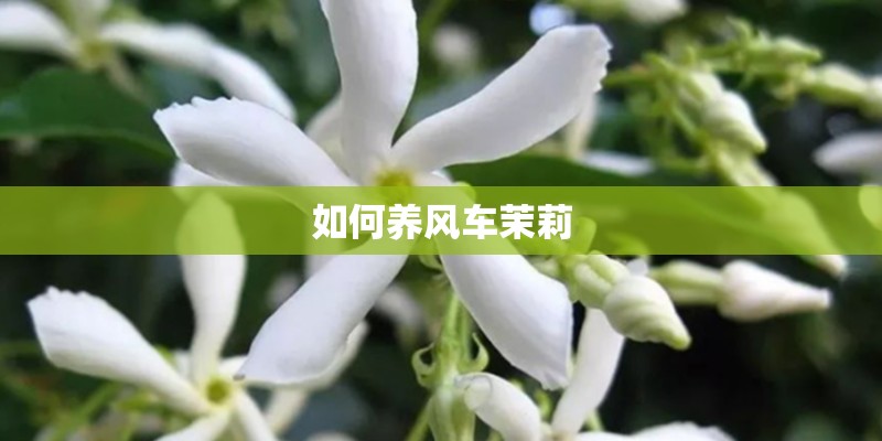 如何养风车茉莉