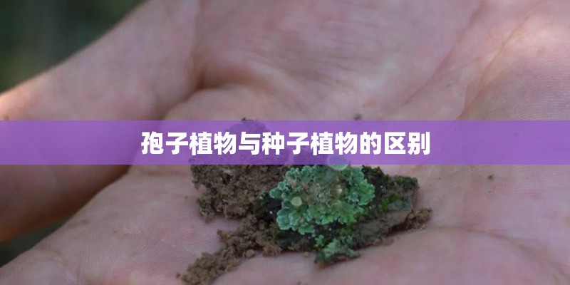 小桃红兰花怎么养？