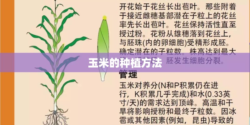 玉米的种植方法