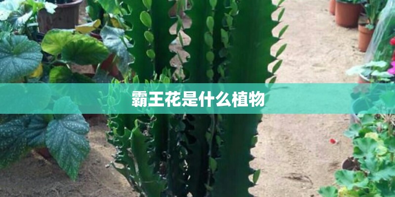 霸王花是什么植物 霸王花是什么植物