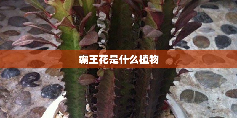 霸王花是什么植物 霸王花是什么植物