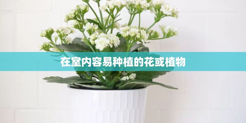 趣说芦笋