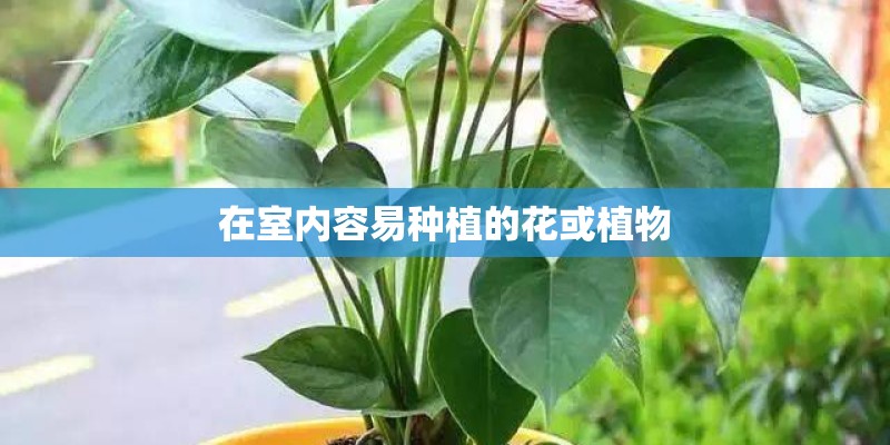 在室内容易种植的花或植物