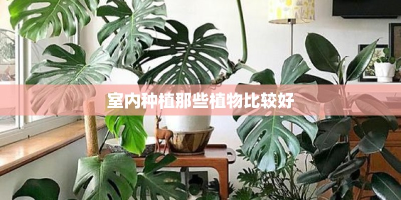 室内种植那些植物比较好