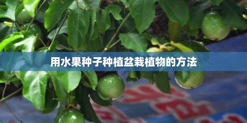 用水果种子种植盆栽植物的方法