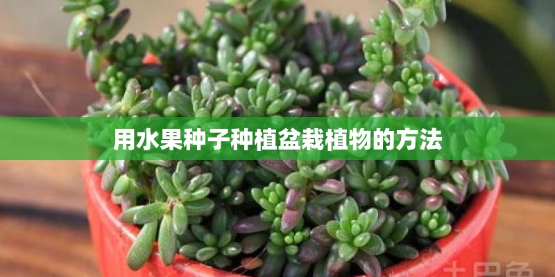 用水果种子种植盆栽植物的方法